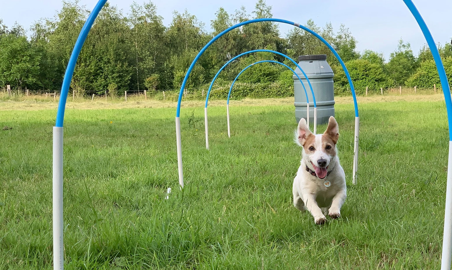 Are you a dog owner? Would you like to try hoopers?