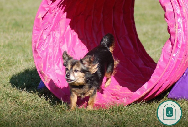 Host a Canine Hoopers World instructor course.